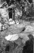 Gyerekek a kunyhó előtt szüret idején 1950 közepe.
