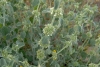 Pemetefű (Marrubium vulgare)
